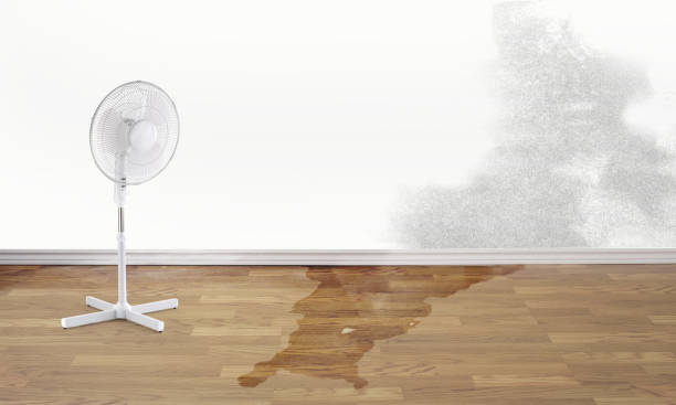 Best Flood damage cleanup  in Lamoni, IA
